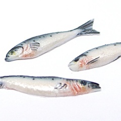 Image of Sardine, 2 only