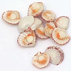 Image of Scallop, 12