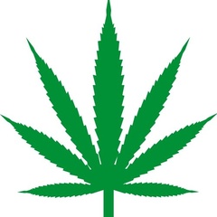 Image of Acer / Cannabis Stencil 2020