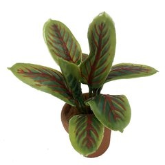 Image of <b>NEW:</b> Maranta Leuconeura (potted)