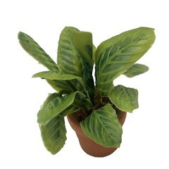 Image of <b>New:</b> Maranta Leuconeura Green (potted)