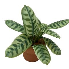 Image of <b>Offer</b> Calathea Makoyana (stencil)