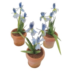 Image of <b>NEW:</b> Iris plant in terracotta pot