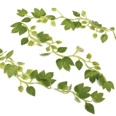 Image of <b>NEW:</b> Hop Bines 