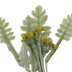 Image of Dusty Ragwort Stencil