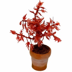 Image of Acer Pot