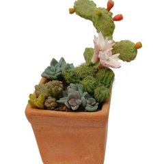Image of Cactus Plants in Pot