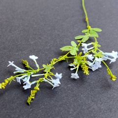 Image of <b>NEW:</b> Plumbago Stencil