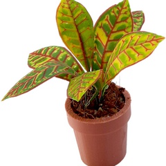 Image of <b>NEW:</b> Croton 1 stencils