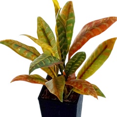 Image of <b>NEW:</b> Croton 3 long stencils