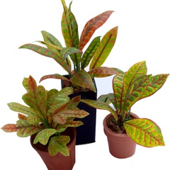 Image of <b>NEW:</b> Croton SET stencils