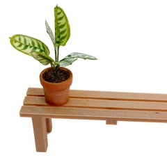 Image of <b>New Offer</b> Calathea Makoyana on plant display stand